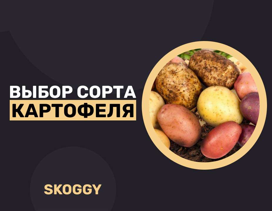 Сорт картофеля в зависимости от региона
